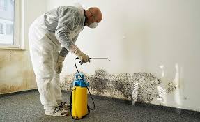 Why You Should Choose Our Mold Remediation Services in Hoffman Estates, IL