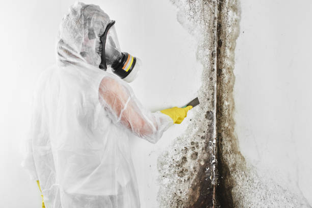 Mold Removal for HVAC Installations in Hoffman Estates, IL