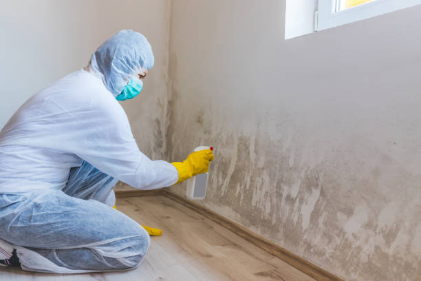 Best Basement Mold Removal  in Hoffman Estates, IL