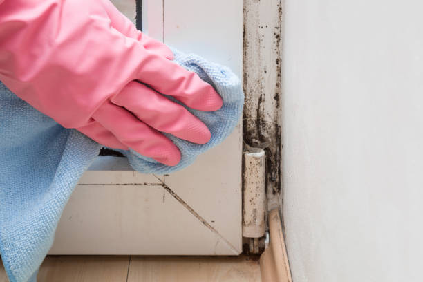 Best Commercial Mold Inspection  in Hoffman Estates, IL